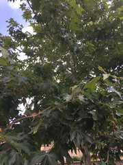 Platanus × hispanica