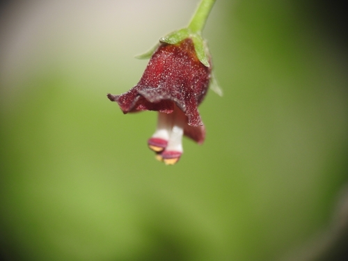Mediterranean figwort (Scrophularia peregrina)