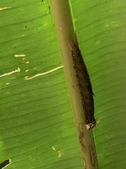 Charaxinae
