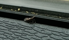 Asiraca