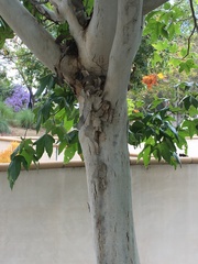 Platanus × hispanica