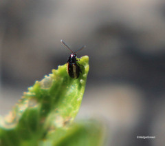 Phyllotreta striolata