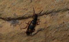 Macrocheilus