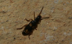 Macrocheilus
