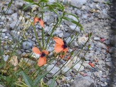 Papaver apulum