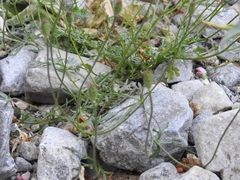 Papaver apulum