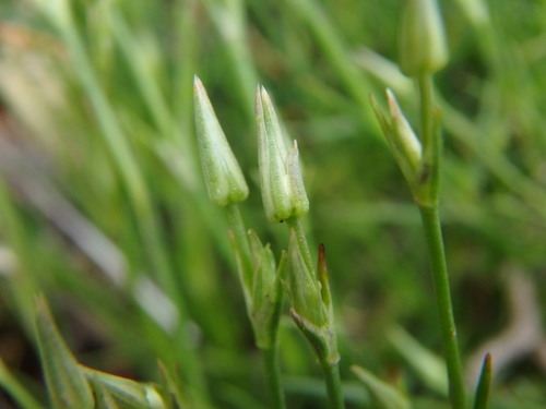 Minuartia rostrata, photograph 5