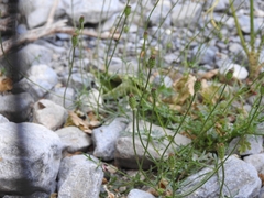 Papaver apulum