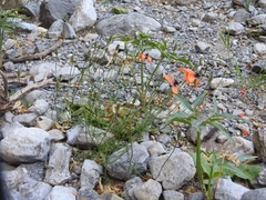 Papaver apulum