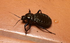 Haematorrhophus