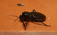 Haematorrhophus