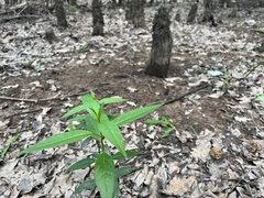 Asclepias perennis