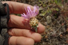 Psephellus marschallianus