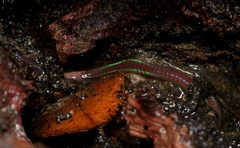 Oligochaeta