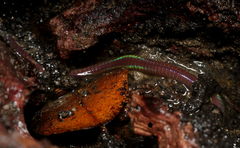 Oligochaeta