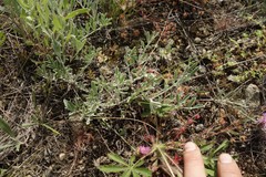 Psephellus marschallianus