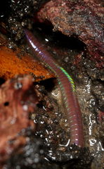 Oligochaeta