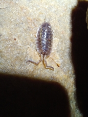 Detonidae