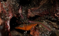 Oligochaeta