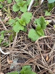 Eupatorium rotundifolium