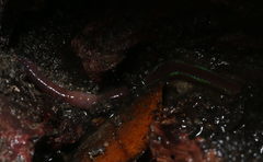 Oligochaeta