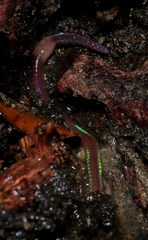 Oligochaeta