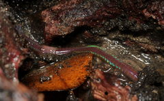 Oligochaeta
