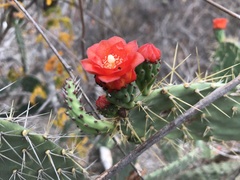 Tacinga palmadora