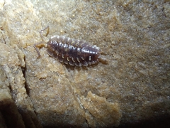 Detonidae