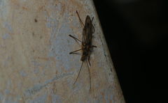 Oedemerini