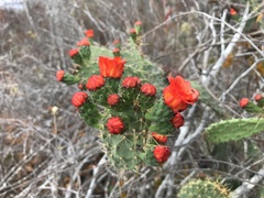 Tacinga palmadora