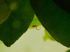 Nephilingis cruentata