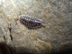 Detonidae