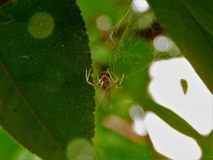 Nephilingis cruentata