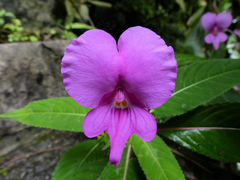Impatiens macrovexilla