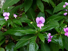 Impatiens macrovexilla