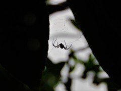 Nephilingis cruentata