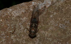 Lemuriana apicalis