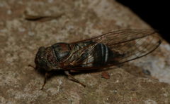 Lemuriana apicalis