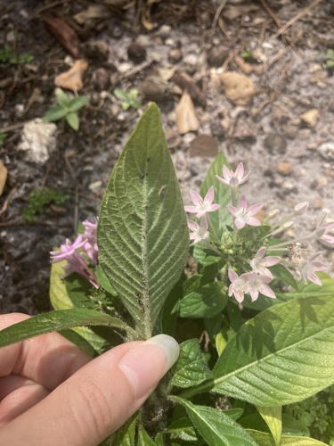 Pentas lanceolata