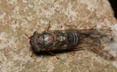 Lemuriana apicalis