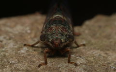 Lemuriana apicalis