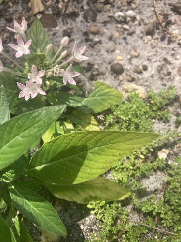 Pentas lanceolata