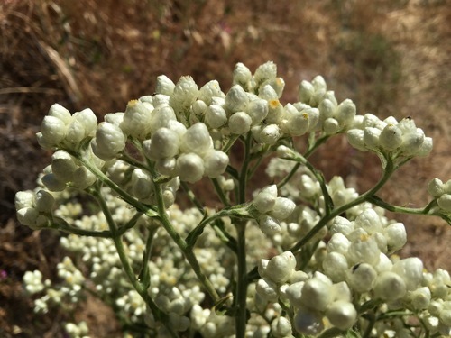 iNaturalist observation photo of California cudweed