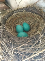 Turdus migratorius