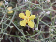 Verbascum spinosum