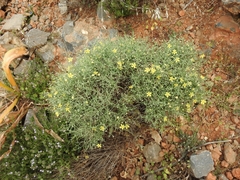 Verbascum spinosum