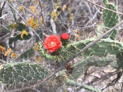 Tacinga palmadora