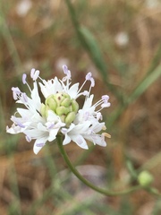 Cephalaria joppensis