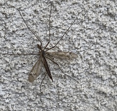 Tipula
